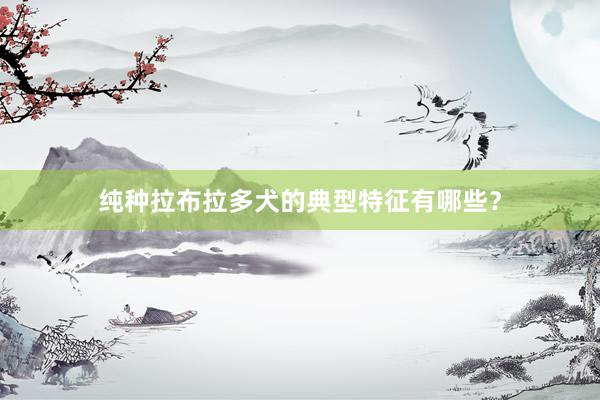 纯种拉布拉多犬的典型特征有哪些？
