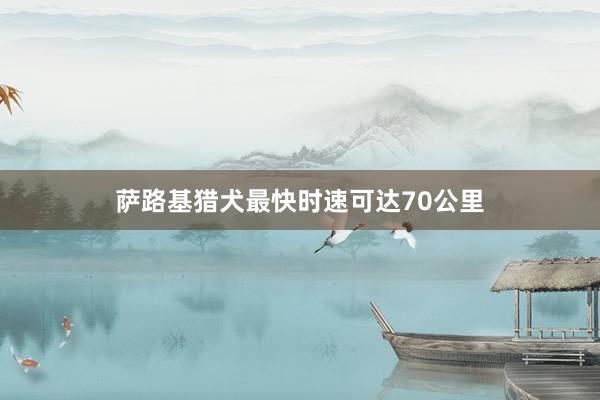 萨路基猎犬最快时速可达70公里